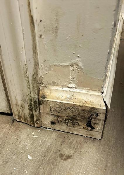 Long Island Mold Guy