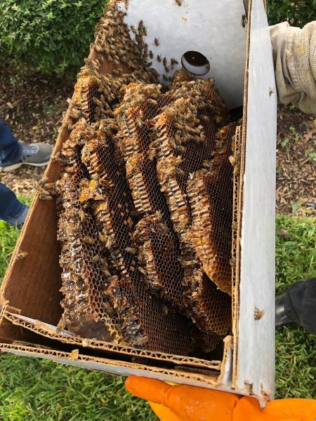 Little Giant Beekeepers & Bee Removal Specialists