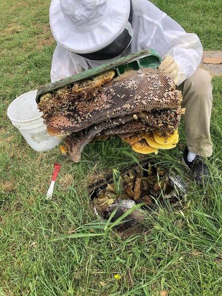 Little Giant Beekeepers & Bee Removal Specialists