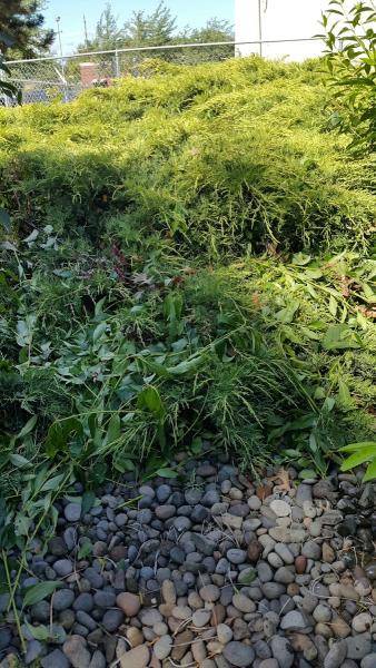 Bumgardners Landscape Management Inc