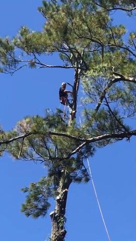 Parrish Tree Service