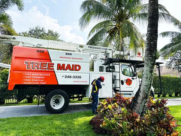 Tree Maid Tree Service