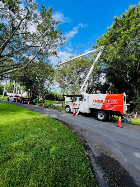 Tree Maid Tree Service