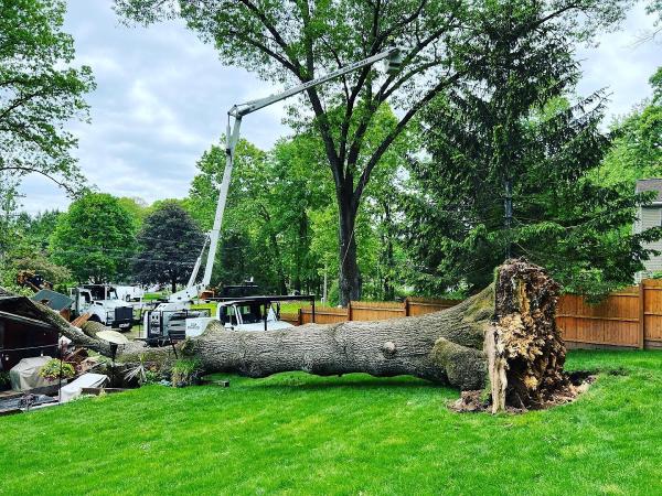 Cipully Tree Service LLC