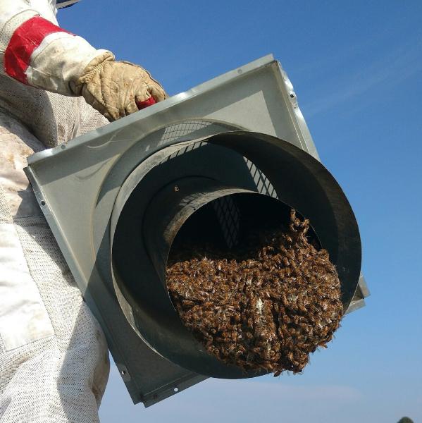 Bee Wranglers