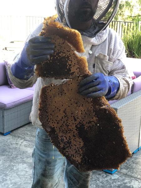 Bee Wranglers