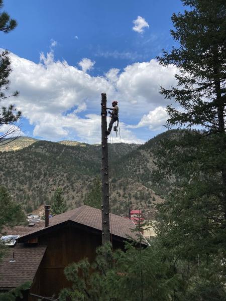 Shady Grove Tree Care