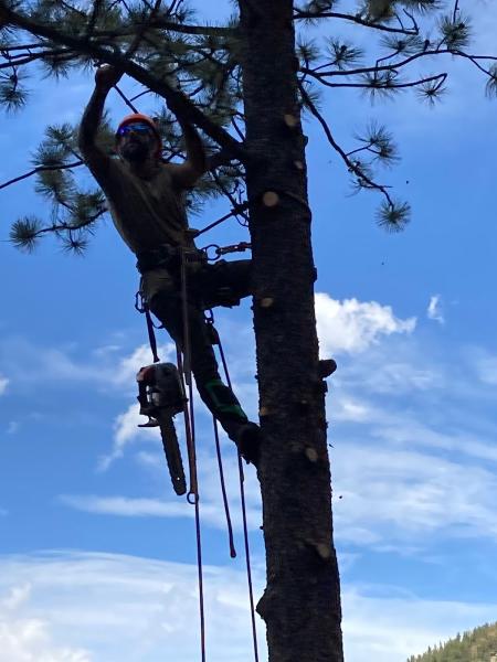 Shady Grove Tree Care