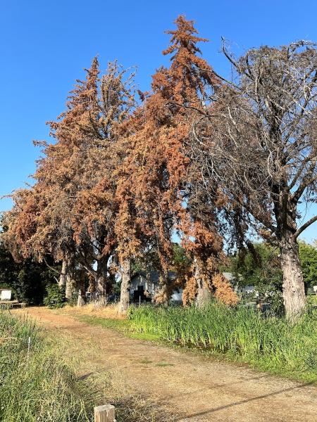 Rigby Timber / Flow State Tree Works