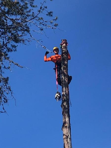 Paradigm Tree Works