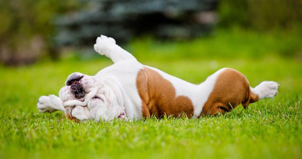 Progreen Pest Control & Lawn
