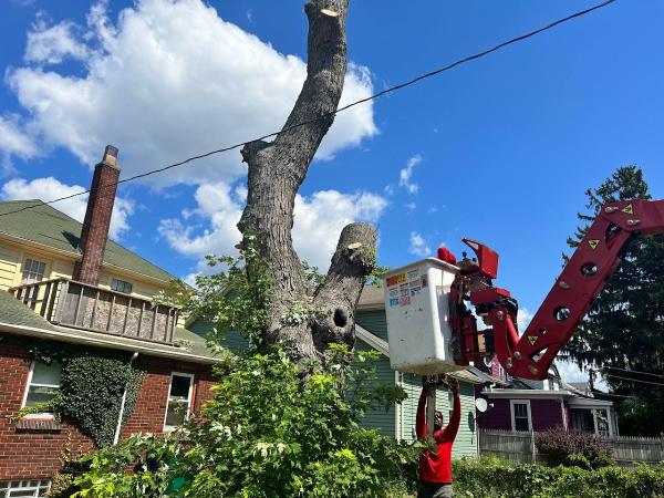 Branch Specialists Tree Service Buffalo NY