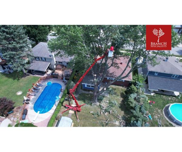 Branch Specialists Tree Service Buffalo NY