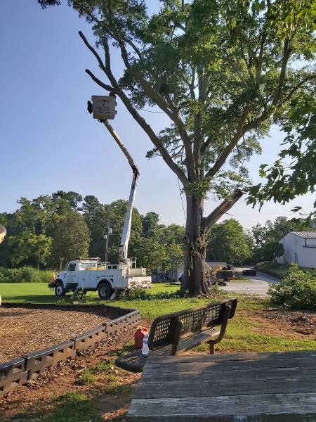 Steve Cantrell Tree Services