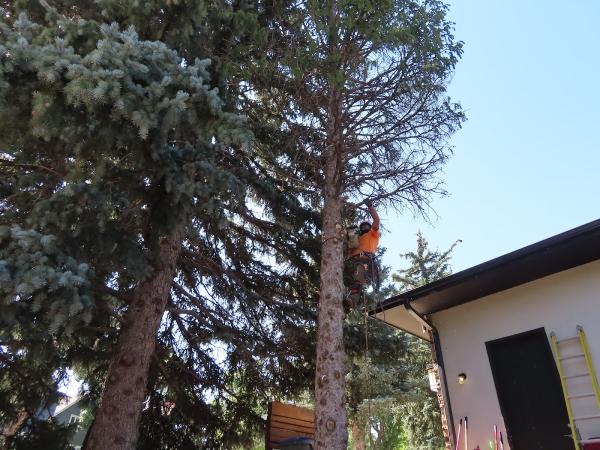 Denver Tree Service Company