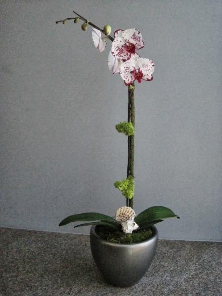 San Diego Interior Plants