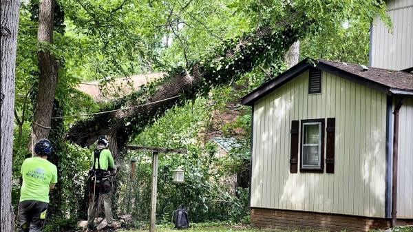 Ziemba's Tree Service