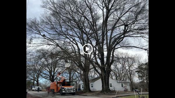 Ziemba's Tree Service