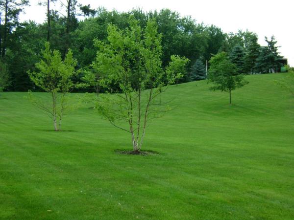 Cedar Tree Properties