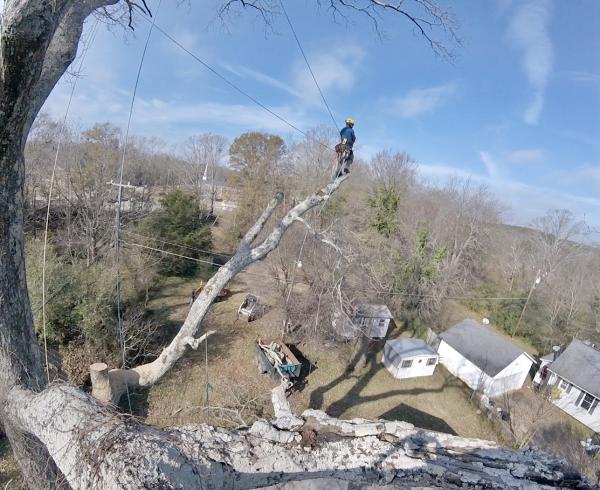 Arbor-All Tree Service