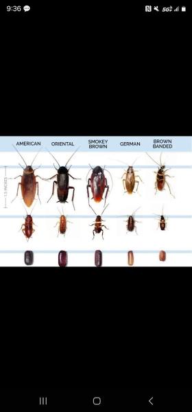 Selrahc Termite & Pest Control