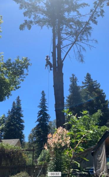 Trout Gulch Tree Service & Property Maintenance