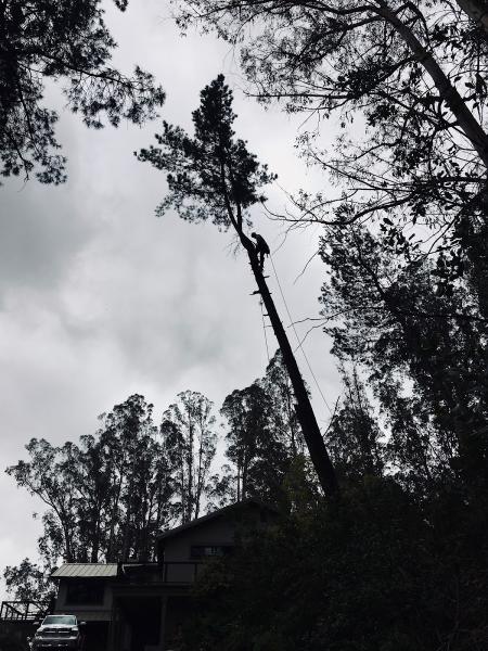 Trout Gulch Tree Service & Property Maintenance