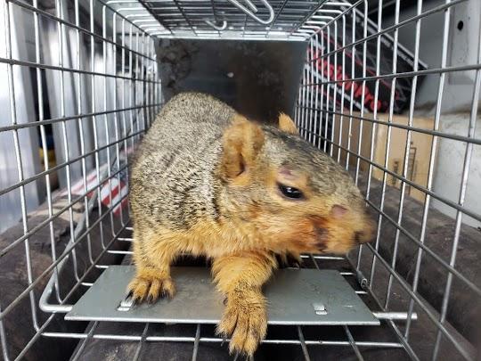 Platinum Squirrel Removal LLC