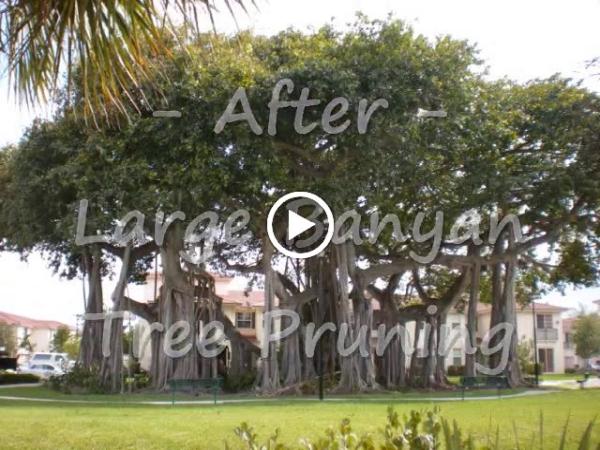 Community Tree & Landscape Service