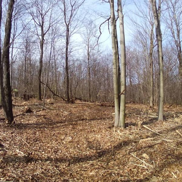 Freeman the Treeman LLC