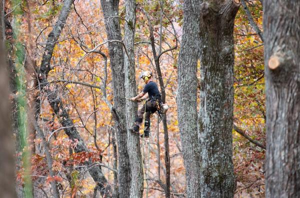 Epperson Tree Service