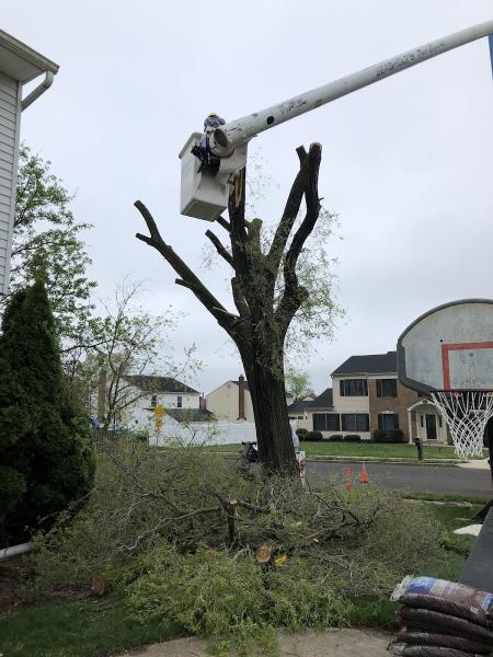Bergholz's Tree Experts