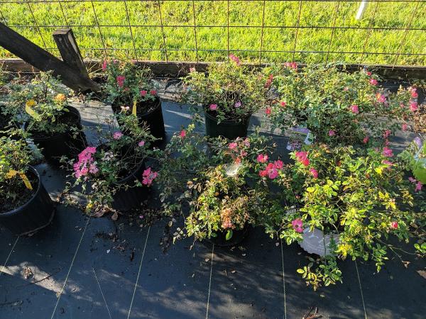 A Bloom Garden Center