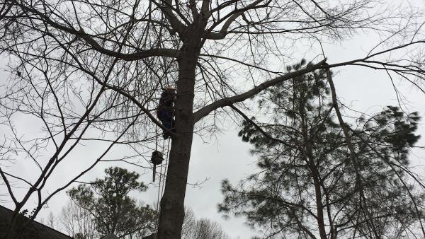 High Tech Tree Service