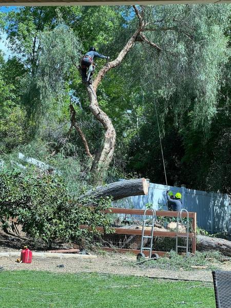 Master Tree Service