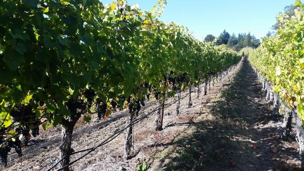 Wine Country Pools & Concrete