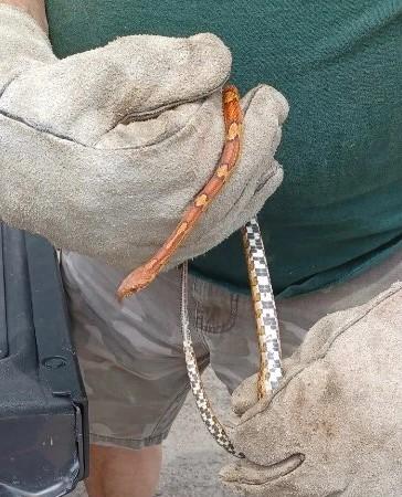 Affordable Animal Removal