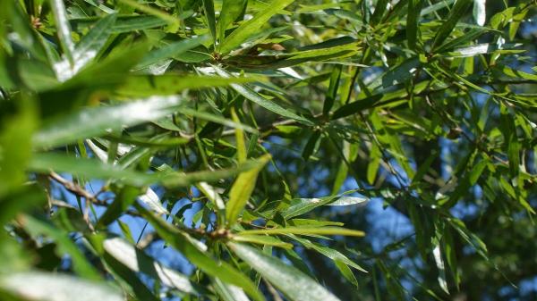 Grateful Trees & Bees