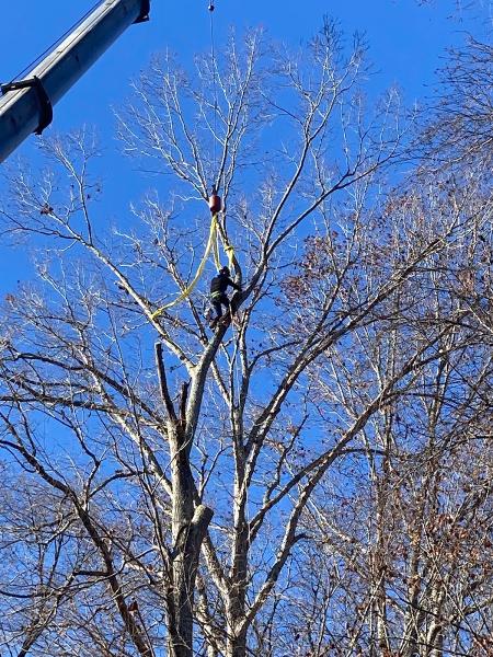 Dawson Tree Service