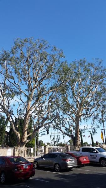 Kerry's Tree Services