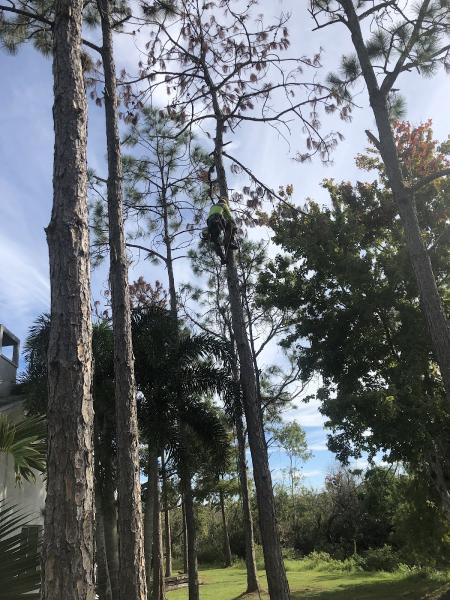 Tree Guys Online