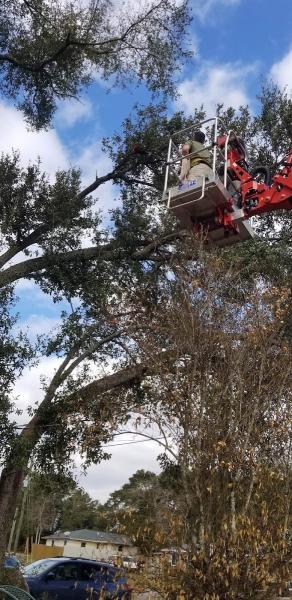 Sterling Tree Services