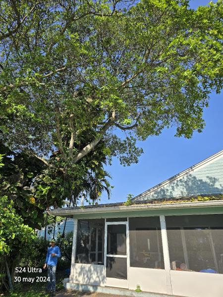 Service Queen Tree Service