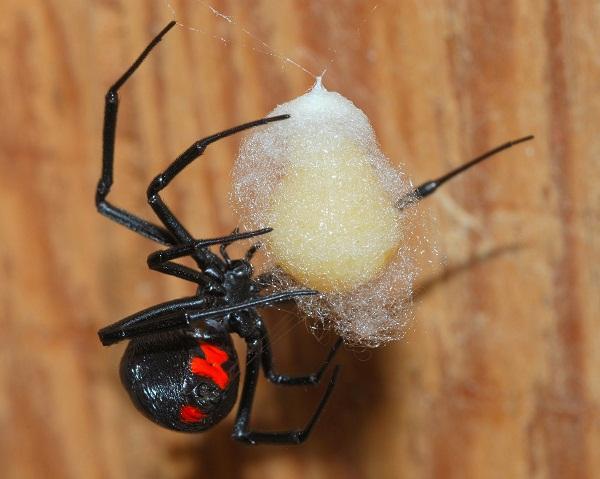 Colonial Pest Control