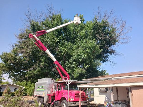 A to Z Complete Tree Service