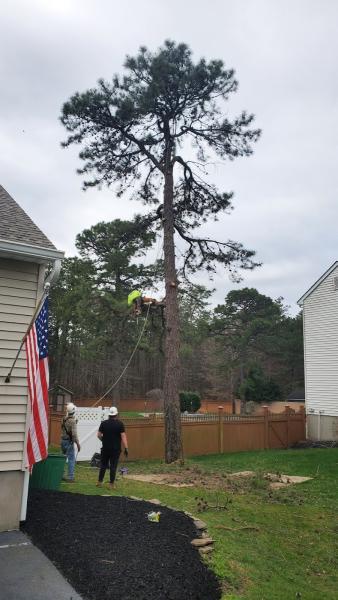 Phil's Tree Services