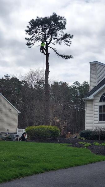Phil's Tree Services