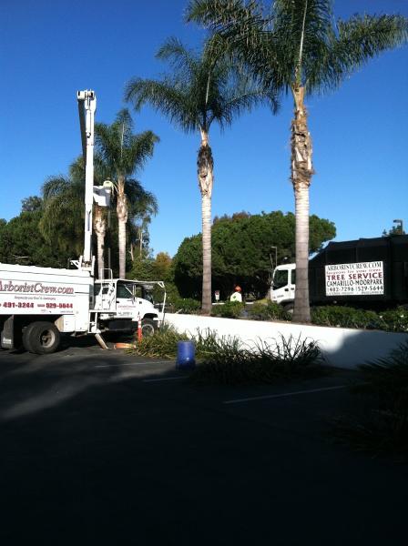 Moorpark Tree Service