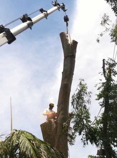 Moorpark Tree Service