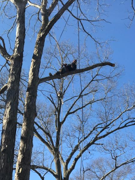 A+ Tree Service